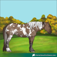 Horse Color:White Spotted Liver Red Dun 