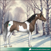 Horse Color:Bay Dun Tobiano Rabicano
