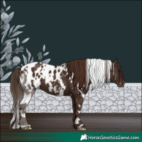 Horse Color:White Spotted Liver Chestnut Appaloosa 