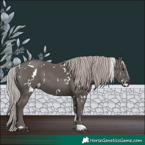Horse Color:White Spotted Silver Black