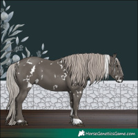Horse Color:White Spotted Silver Black 