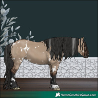 Horse Color:White Spotted Liver Red Dun 