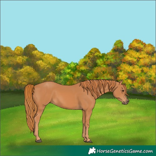 Horse Color:Chestnut 
