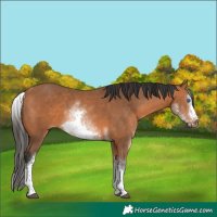 Horse Color:White Spotted Bay Tobiano Frame 