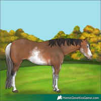 Horse Color:White Spotted Bay Tobiano Frame 