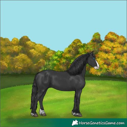 Horse Color:Black Splash