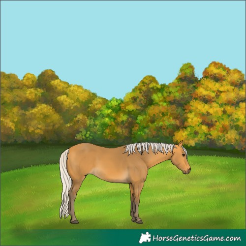 Horse Color:Silver Buckskin