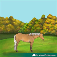 Horse Color:Silver Buckskin 