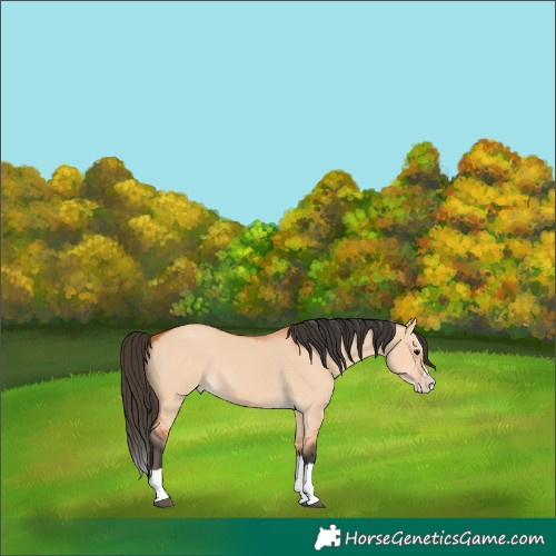 Horse Color:Bay Dun Splash 