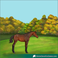 Horse Color:Bay 