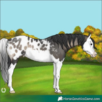 Horse Color:Blue Onyx Splash Appaloosa