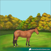 Horse Color:Bay 