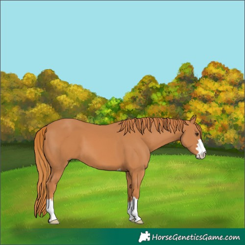 Horse Color:Chestnut 