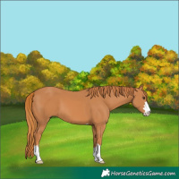 Horse Color:Chestnut 