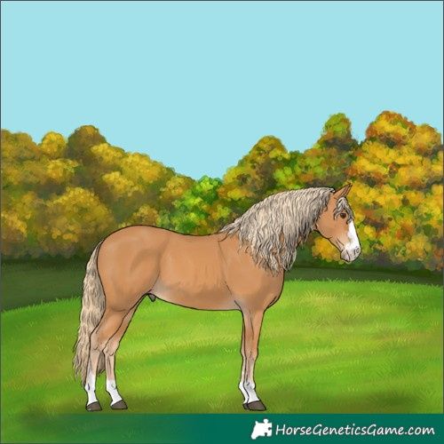 Horse Color:Chestnut 
