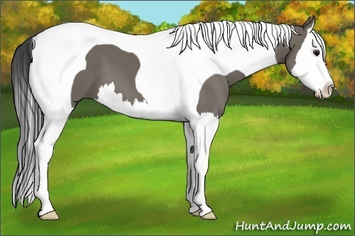 Horse Color:Smoky Grullo Splash Tobiano