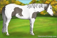 Horse Color:Smoky Grullo Splash Tobiano
