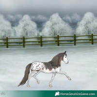 Horse Color:Liver Chestnut Sabino Splash Appaloosa 
