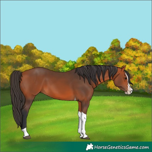 Horse Color:Bay Splash Tobiano 