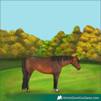 Horse Color:Bay 