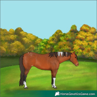 Horse Color:Bay Tobiano Appaloosa 