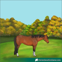 Horse Color:Bay Tobiano 