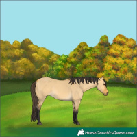 Horse Color:Buckskin Dun 