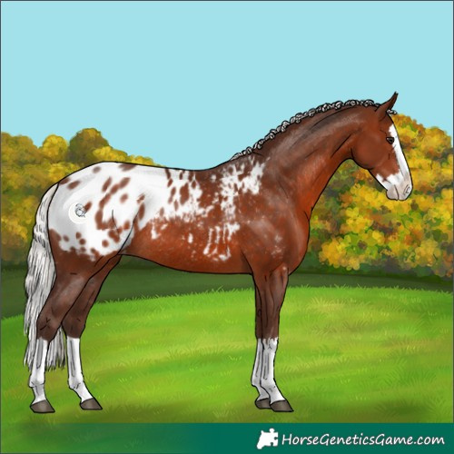 Horse Color:Silver Brown Sabino Splash Appaloosa Rabicano 