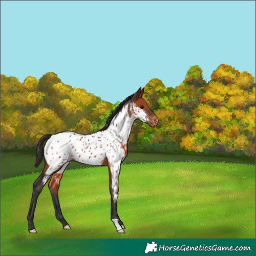 Horse Color:Bay Appaloosa 