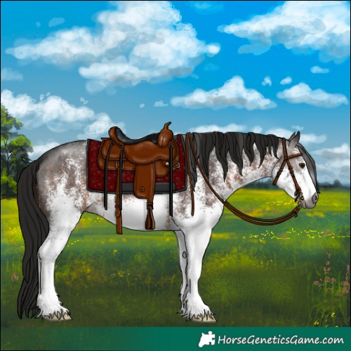 Horse Color:Gray White Spotted Brown 