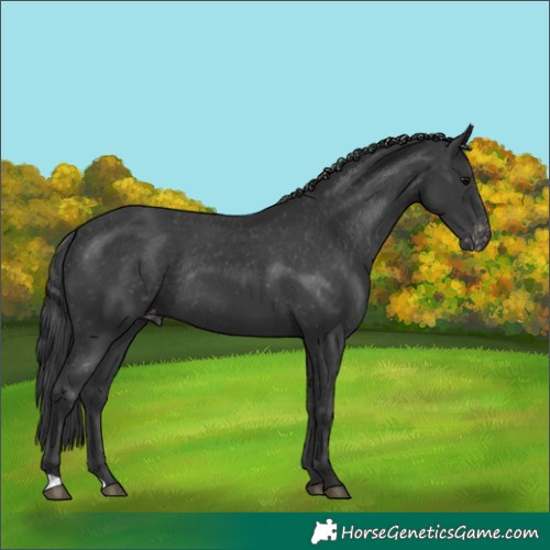 Horse Color:Black Appaloosa Rabicano 