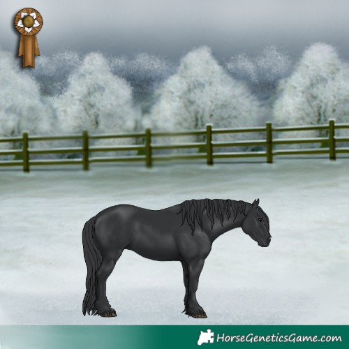Horse Color:Black 