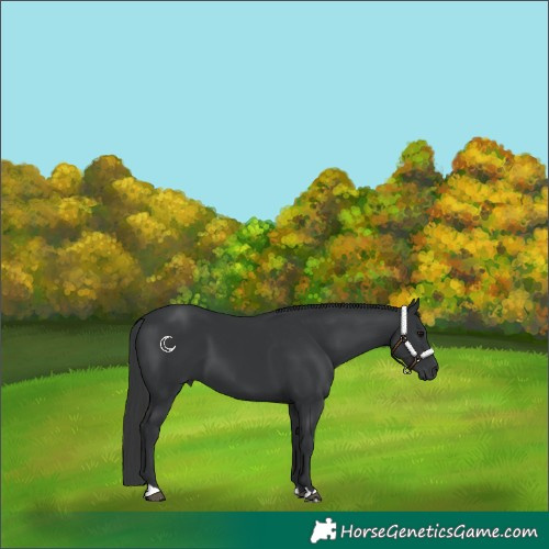 Horse Color:Black 