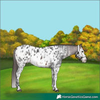 Horse Color:Brown Sabino Splash Appaloosa and Brown Sabino Splash Appaloosa