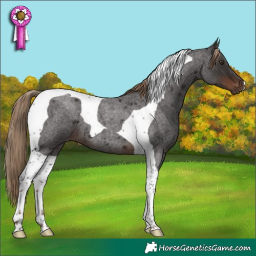 Horse Color:Liver Red Roan Tobiano 