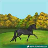 Horse Color:Black 