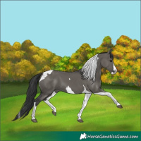 Horse Color:Grullo Splash Tobiano