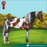 Horse Color:White Spotted Brown 