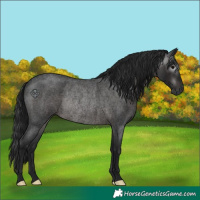 Horse Color:Gray Brown Roan Rabicano 