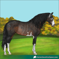 Horse Color:Gray Brown Rabicano 