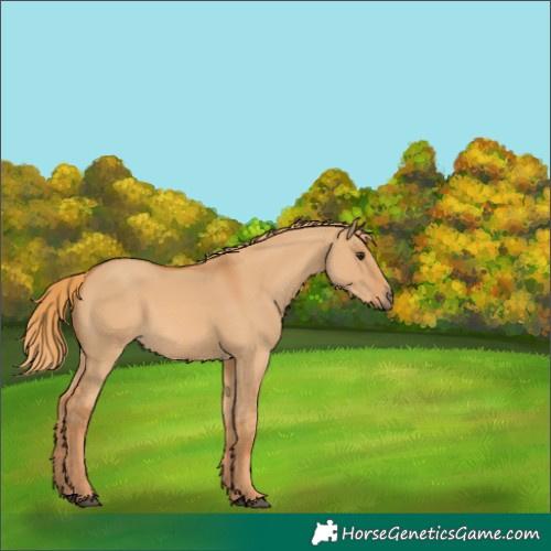 Horse Color:Red Dun 