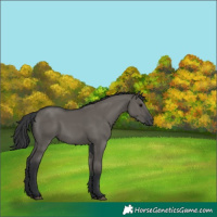 Horse Color:Grullo 