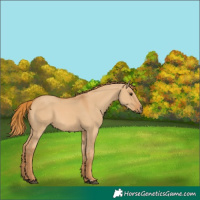 Horse Color:Red Dun 