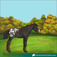 Horse Color:Liver Chestnut Sabino Splash Appaloosa and Liver Chestnut Sabino Splash Appaloosa
