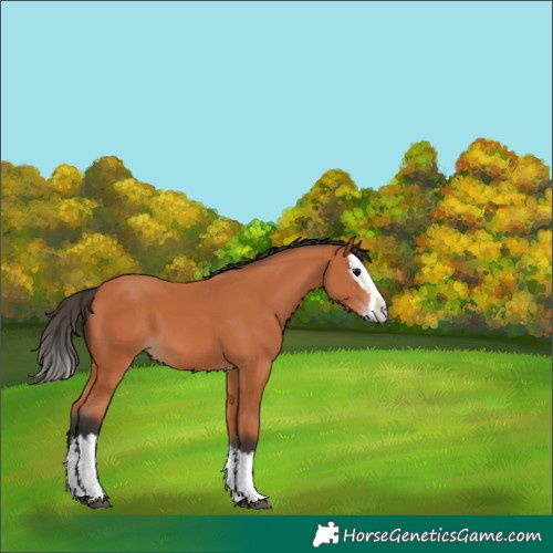 Horse Color:Bay Splash 