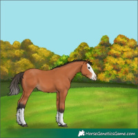 Horse Color:Bay Splash