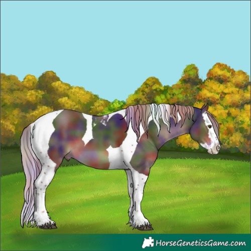 Horse Color:Nacre Liver Chestnut Splash Tobiano 