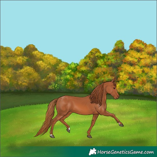 Horse Color:Chestnut 