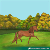 Horse Color:Chestnut 