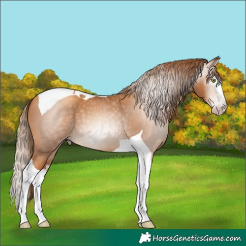 Horse Color:Gray Gold Champagne Splash Tobiano
